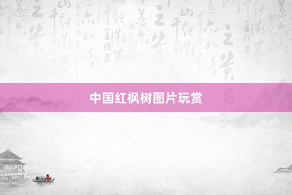 中国红枫树图片玩赏